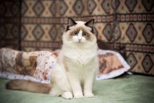 O peso da raça Ragdoll fica em torno dos 4 Kg a 9 Kg