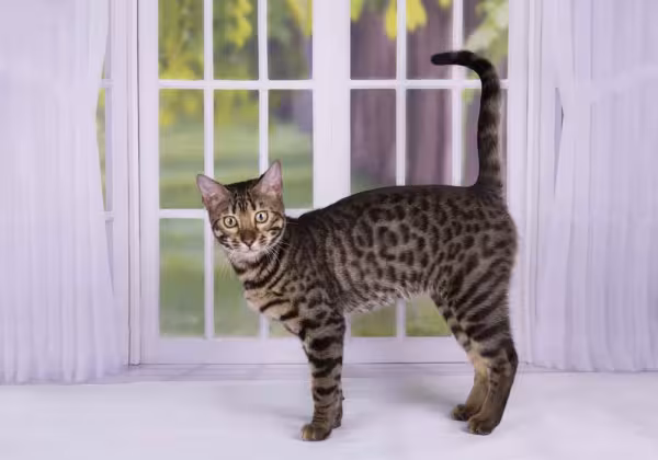 A raça Savannah F1 é mais selvagem, enquanto o F5 é mais carinhoso e amigável