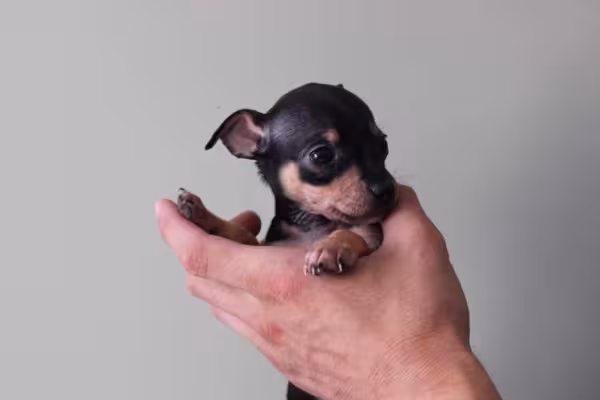 Pinscher 0 filhote: preço pode variar de R$600 a R$ 2 mil