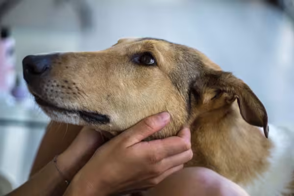 Amor de cachorro, raça Collie não esconde seu afeto e mostra sentimento até no olhar