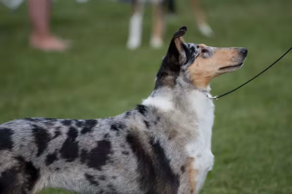 Smooth Collie é super ativo e sua energia precisa ser gasta em brincadeiras e exercícios