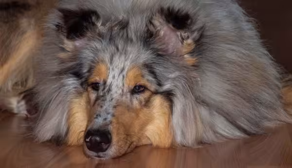 Longa pelagem do Rough Collie precisa de muita atenção e cuidados especiais para manutenção da higiene