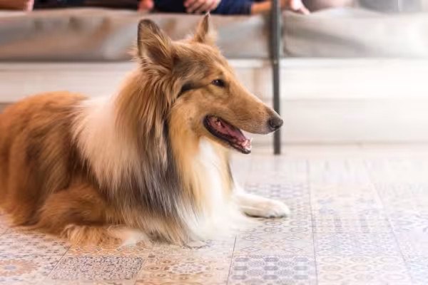 Rough Collie é super carinhoso e se adapta muito bem a apartamentos