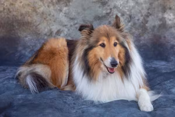 Rough Collie é um tipo de Collie super gracioso que chama a atenção por onde passa