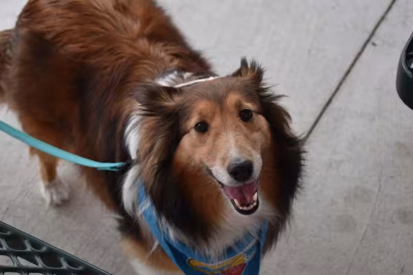 A raça de Collie tem uma personalidade muito afetuosa e gentil