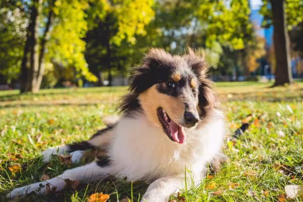 O filhote de Collie é muito brincalhão e cheio de energia para gastar!