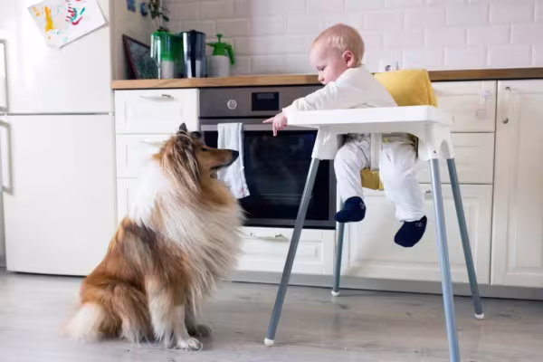 Collie é uma raça que se dá muito bem com crianças
