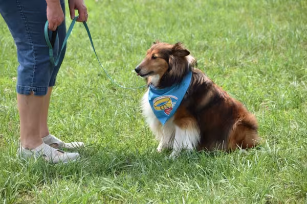 Rough Collie precisa de muitos passeios e exercícios para se manter saudável