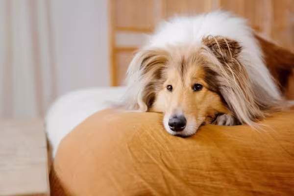 O Rough Collie se dá muito bem em lares pequenos, como apartamentos, ou casas grandes