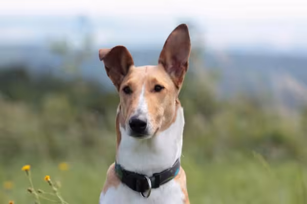 Smooth Collie é um tipo de cachorro da raça Collie que não tem longa e lisa pelagem