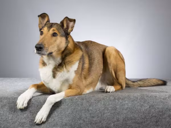  A pelagem do Smooth Collie é curtinha e bem macia e seu focinho é mais largo que o do Rough Collie
