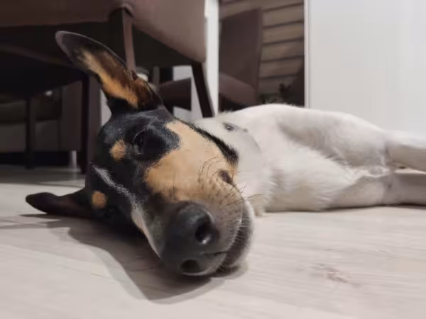  Ao contrário da raça Lassie, o Smooth Collie é um tipo de Collie que aparenta robustez