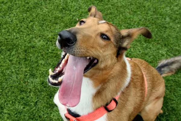 Raça de cachorro Collie: Smooth é um tipo mais brincalhão e elétrico