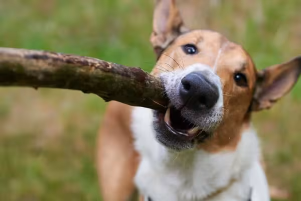 É preciso muito exercício para gastar toda a energia do Collie Smooth