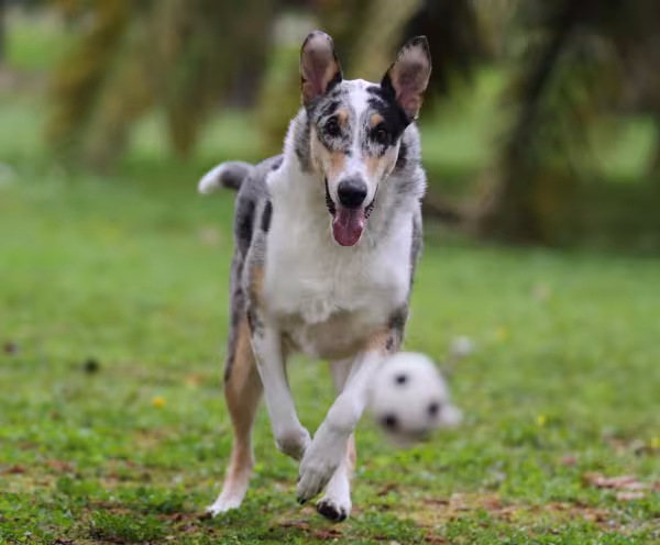 Smooth Collie adora correr! Não deixe de passear com essa raça de cachorro