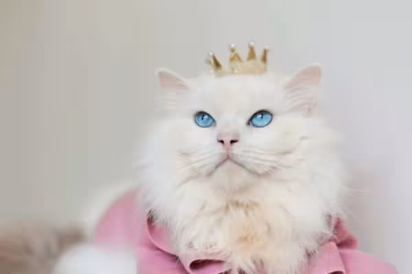 Ragdoll costuma ser um gato branco com cinza mas também pode nascer totalmente branco