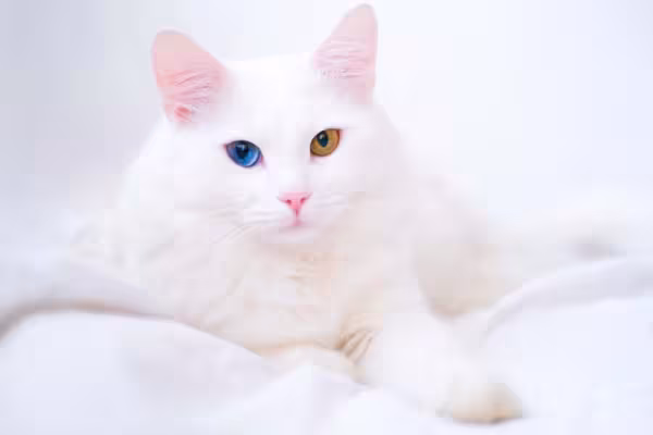 Gato branco Van Turco é uma raridade de personalidade sociável