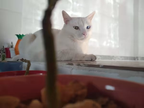 O Pequeno é um gato branco com heterocromia, do Mateus Monteiro