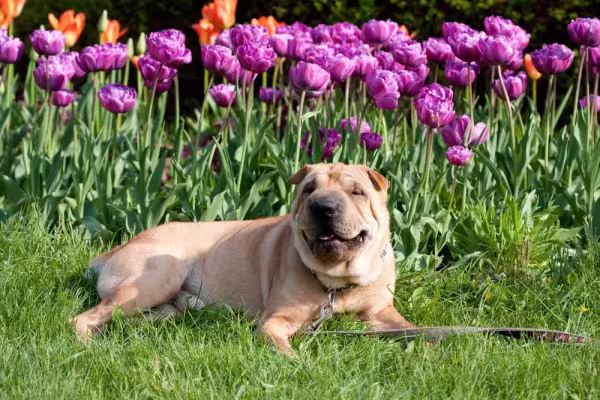 O Shar Pei é um animal reservado e tranquilo