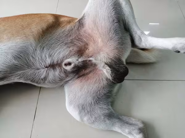 Já a fimose em cães se caracteriza pela dificuldade de expor a glande do prepúcio