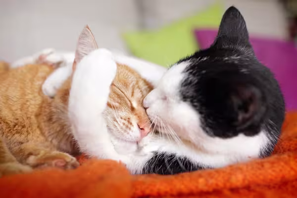 Gato Pelo Curto do país também tem outras cores, como o laranja e preto com branco