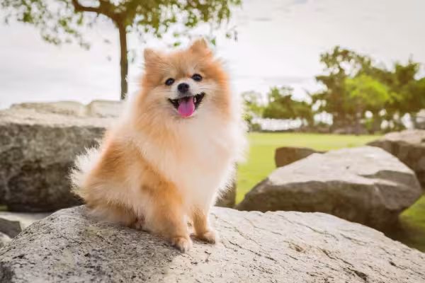 A juba do Lulu da Pomerânia pode ser inspiração para nomes da raça