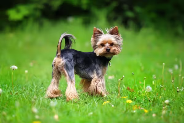 O Yorkshire é um cachorro pequeno e muito corajoso