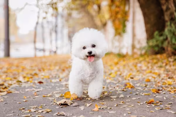 O Bichon Frisé tem pelos tão volumosos e branquinhos que nomes como