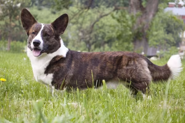 O Welsh Corgi Cardigan tem o rabinho mais longo