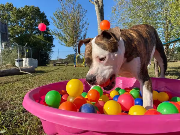 A psicina de bolinhas é um presente para cachorro que agrada todos os pets