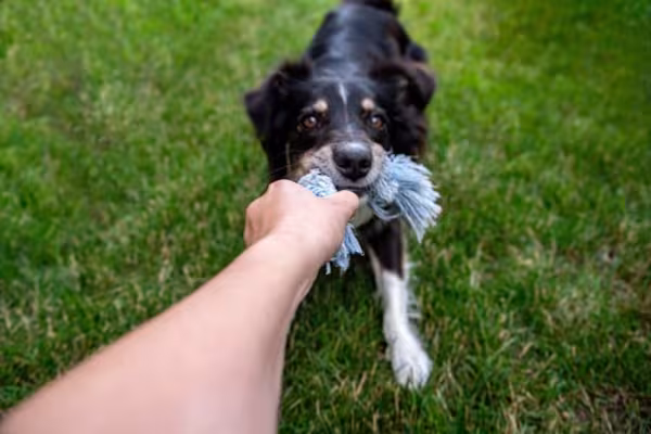Faça uma corda de presente para cachorro usando materiais que tem em casa