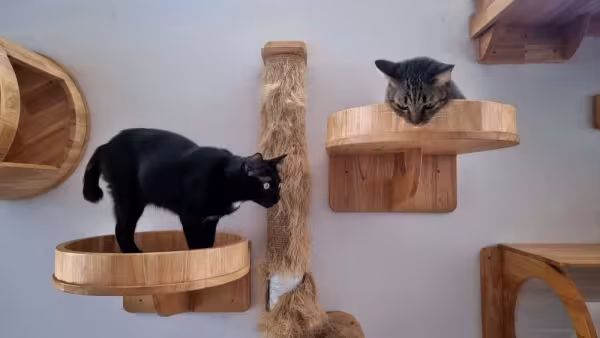Nichos e prateleiras são ideias de presente para gato se exercitar no dia a dia