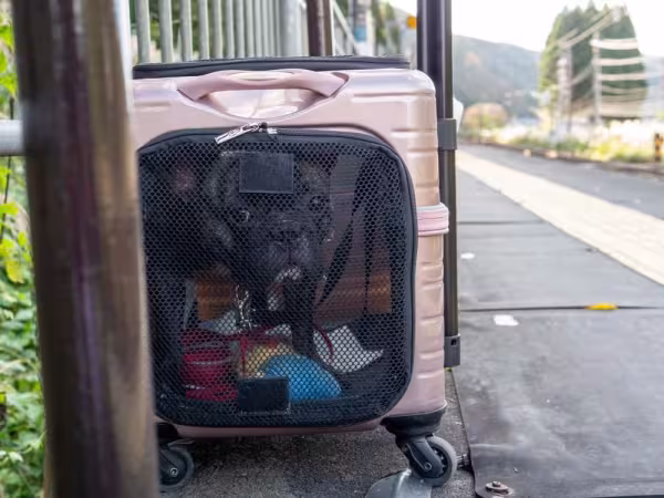Caixa de transporte de cachorro: modelo com rodinhas facilita o transporte, principalmente se o seu cão for de porte médio ou grande