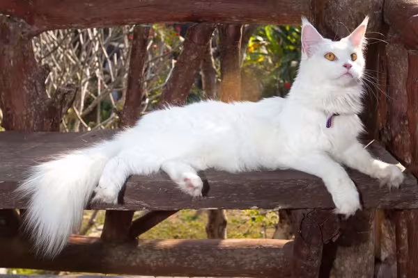O Maine Coon branco herda essa cor de um dos pais que têm o gene W/w
