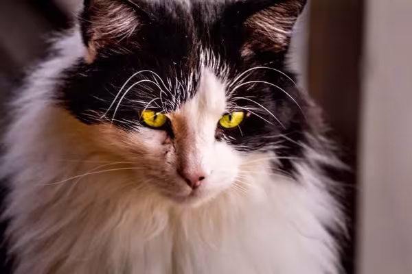 Gato Maine Coon frajola também é um padrão de cores aceito