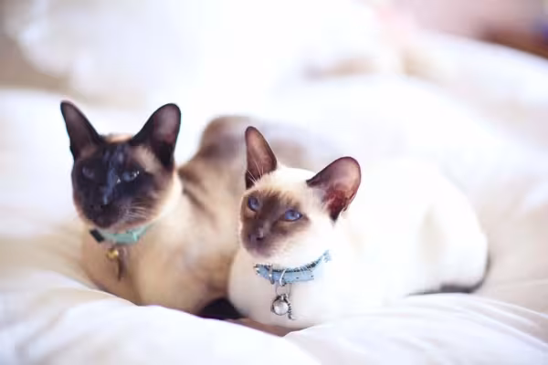 O gato Siamês é mais alto e alcança até 30 cm, enquanto o Thai mede até 25 cm