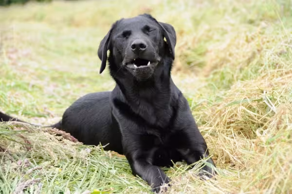 A pneumonia em cachorro tem os espirros como um dos principais sintomas