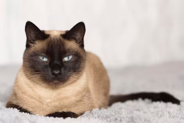 O gato Thai tem o rosto mais redondo e a tonalidade dos pelos pode variar