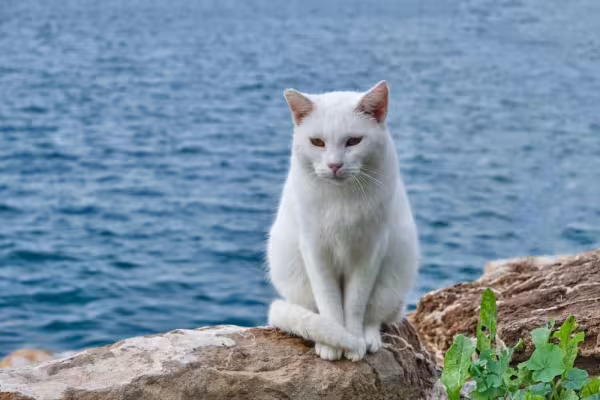 O gato branco vira-lata sempre chama atenção