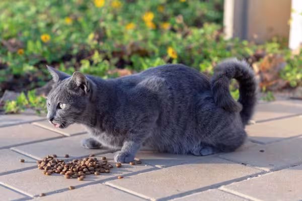 Adotar um gato cinza vira-lata traz felicidade para qualquer família