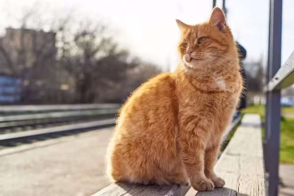 Impossível não se apaixonar pelo gato laranja vira-lata