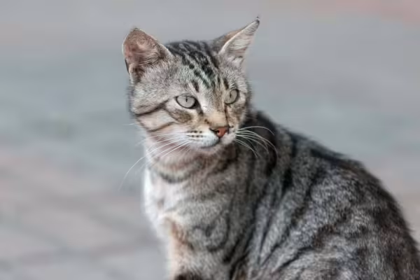 O gato rajado cinza vira-lata pode ser encontrado em todo canto