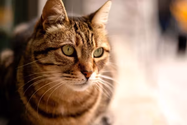 O gato tigrado vira-lata tem um toque exótico que faz todo mundo querer ter um em casa