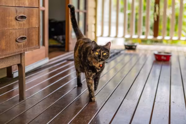 O gato escaminha vira-lata tem uma pelagem que mistura preto e laranja
