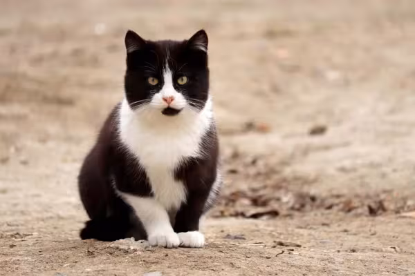 O gato frajola vira-lata é super fofinho e companheiro