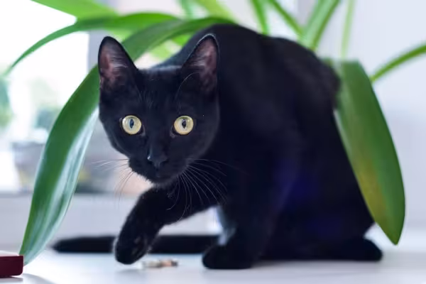 Sexta-feira 13: gato ainda é alvo de superstição que surgiu na Idade Média.