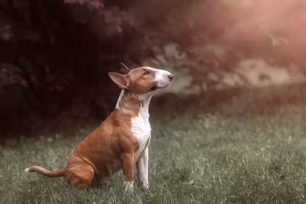 Bull Terrier sentado olhando para cima