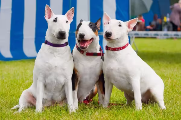 Três Bull Terriers lado a lado