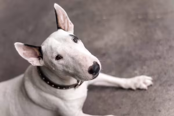 Bull Terrier deitado olhando para cima