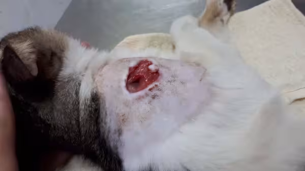 Cuidar de gato é essencial para evitar feridas e bicheiras